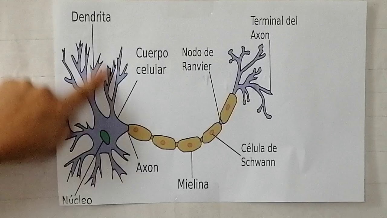QUE ES UNA NEURONA Y SUS PARTES ️ Mentalidad Humana