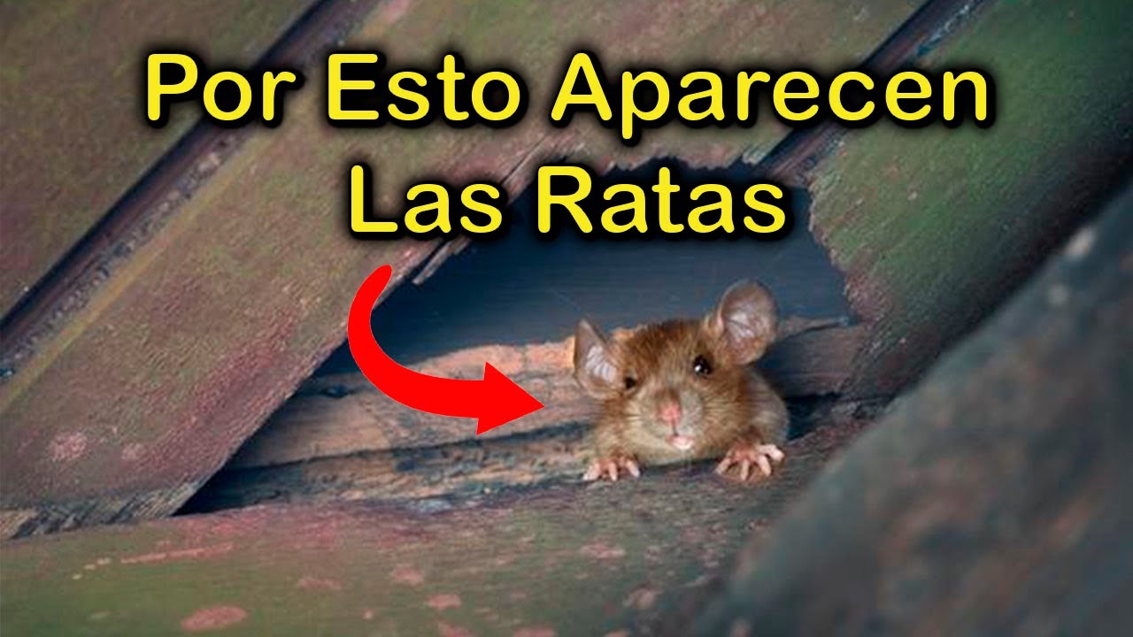 QUE SIGNIFICA TENER RATAS EN CASA ️ Mentalidad Humana